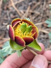 Paeonia brownii