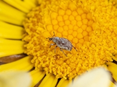 Entiminae