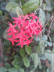 Ixora coccinea