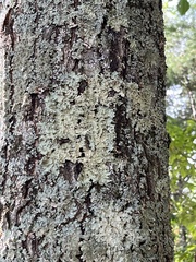 Flavoparmelia caperata