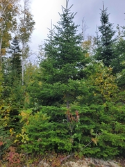 Balsam-Tanne (Abies balsamea): Herkunft und Verwendung — Foto 2