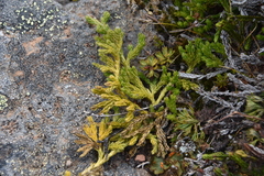 Diphasiastrum sitchense