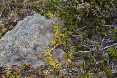 Diphasiastrum sitchense