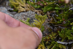 Diphasiastrum sitchense