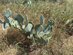Opuntia orbiculata
