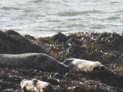 Phoca vitulina vitulina