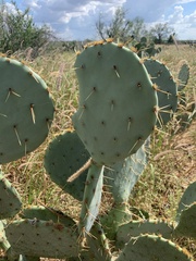 Opuntia orbiculata
