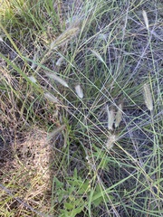 Dichanthium sericeum