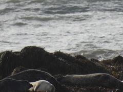 Phoca vitulina vitulina