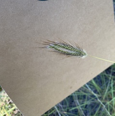 Dichanthium sericeum