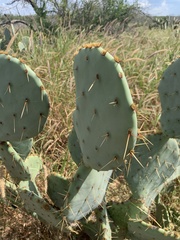 Opuntia orbiculata