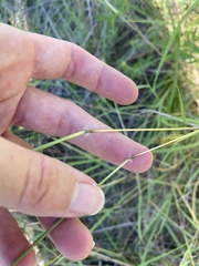 Dichanthium sericeum