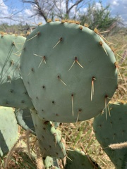 Opuntia orbiculata