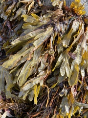 Fucus spiralis