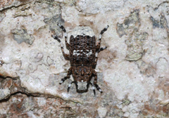 Platystomos albinus