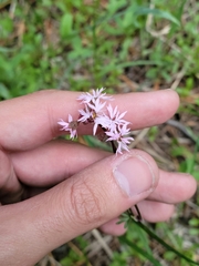 Lithophragma