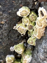 Semibalanus balanoides