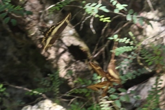 Heraclides aristodemus