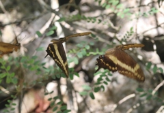 Heraclides aristodemus