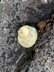 Littorina