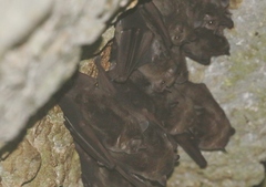 Artibeus jamaicensis