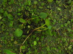 Limnobium laevigatum