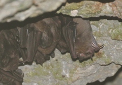 Artibeus jamaicensis