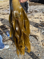 Laminaria digitata
