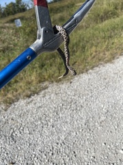 Sistrurus tergeminus