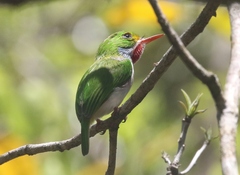 Todus multicolor