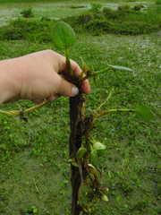 Limnobium laevigatum