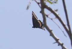 Heraclides caiguanabus