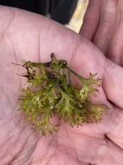 Chondrus crispus