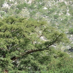 Taxodium mucronatum