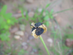 Zephyranthes longifolia