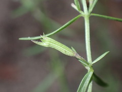 Hedeoma hyssopifolia