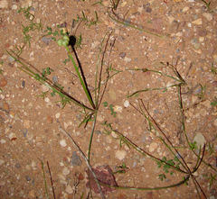 Zephyranthes longifolia
