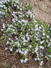 Polemoniaceae