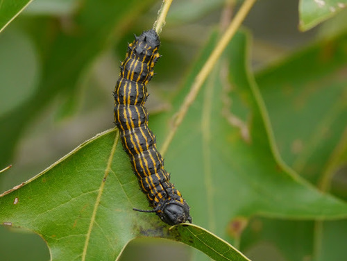 Orange-tipped and Yellow-striped Oakworm Moths photo 5