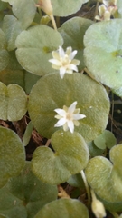 Dichondra repens