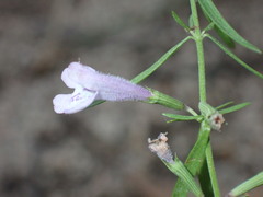 Hedeoma hyssopifolia