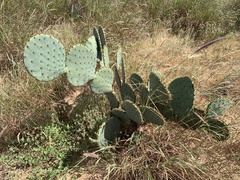 Opuntia orbiculata