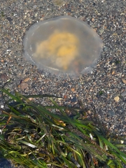 Phacellophora camtschatica