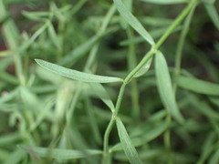 Hedeoma hyssopifolia