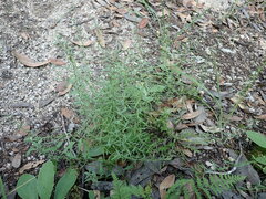 Hedeoma hyssopifolia