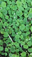 Dichondra repens