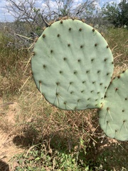 Opuntia orbiculata