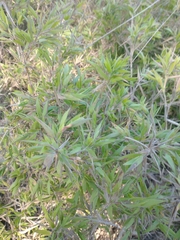 Dichanthelium scoparium