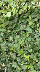 Trachelospermum asiaticum