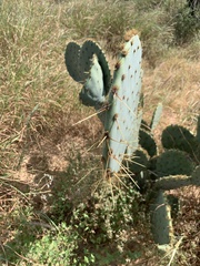 Opuntia orbiculata